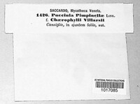 Puccinia pimpinellae image